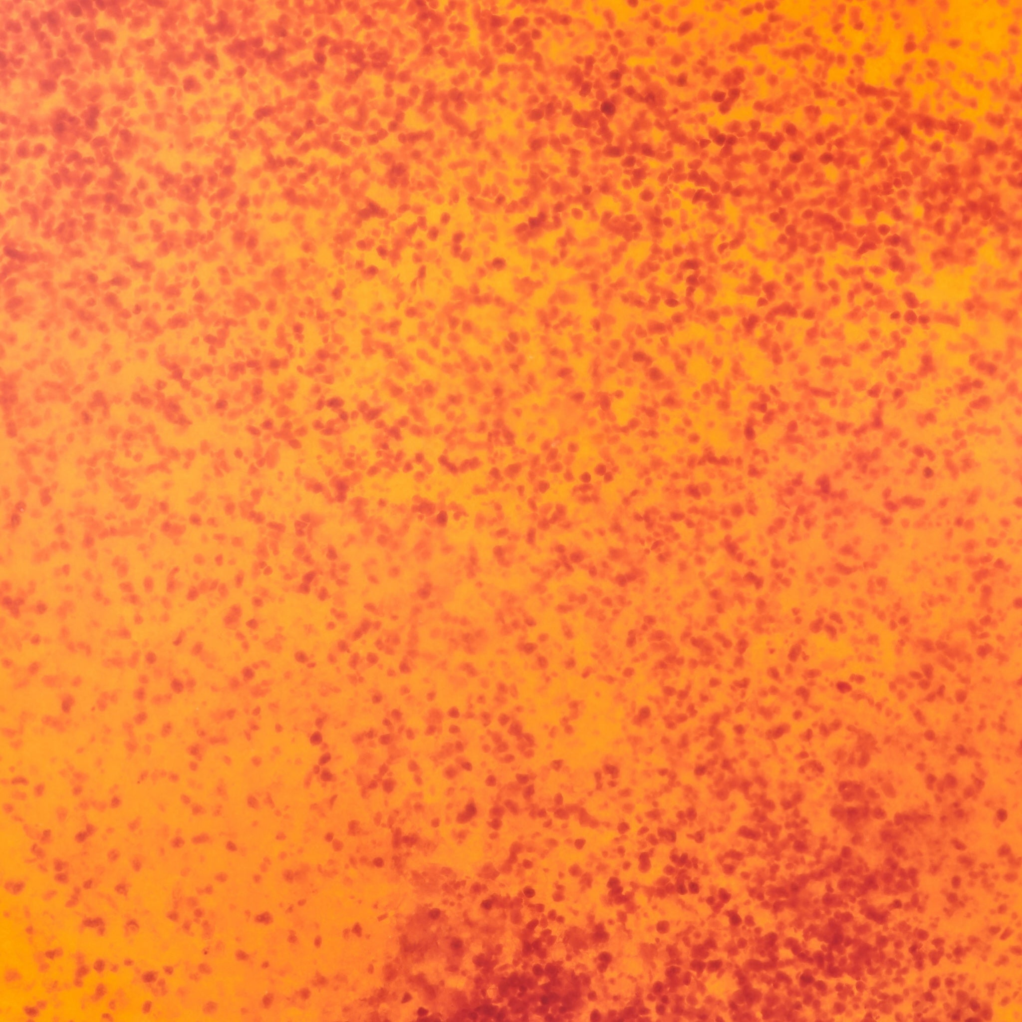 Sugar Jelly Scrub - Apricot