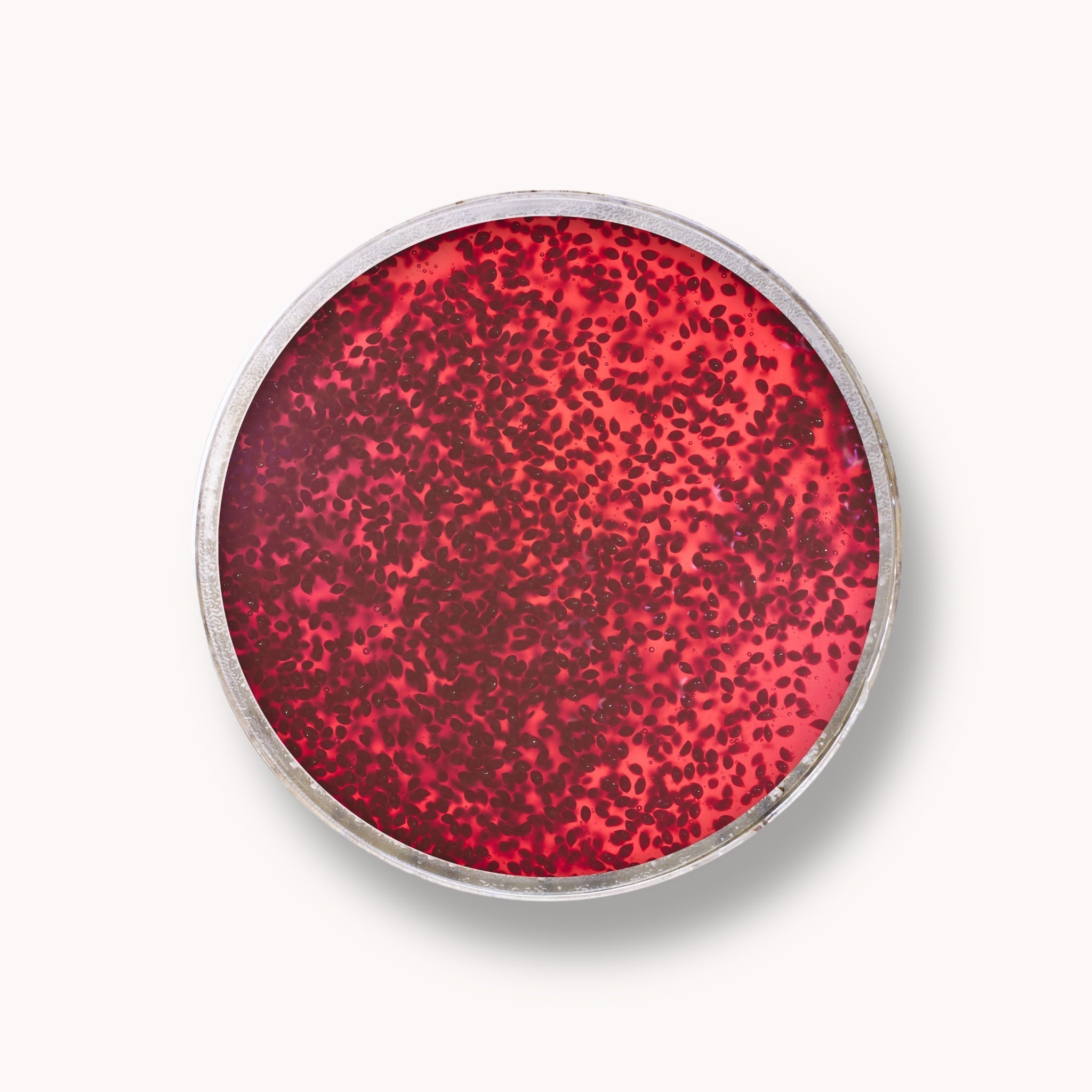 Sugar Jelly Scrub - Cranberries