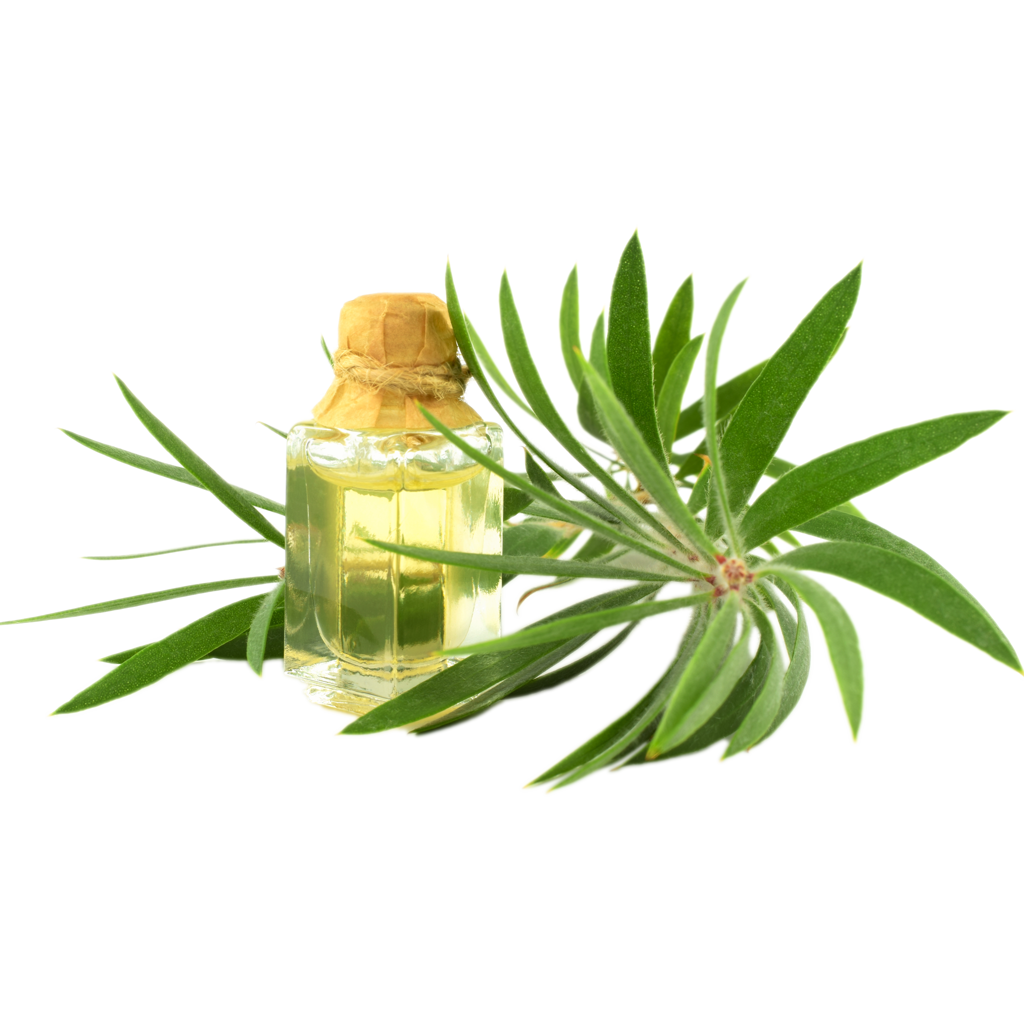Tea tree oil